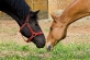 Gracie and Jet - Eric Beach Photography
